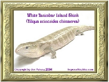 White Tanimbar Island Skink