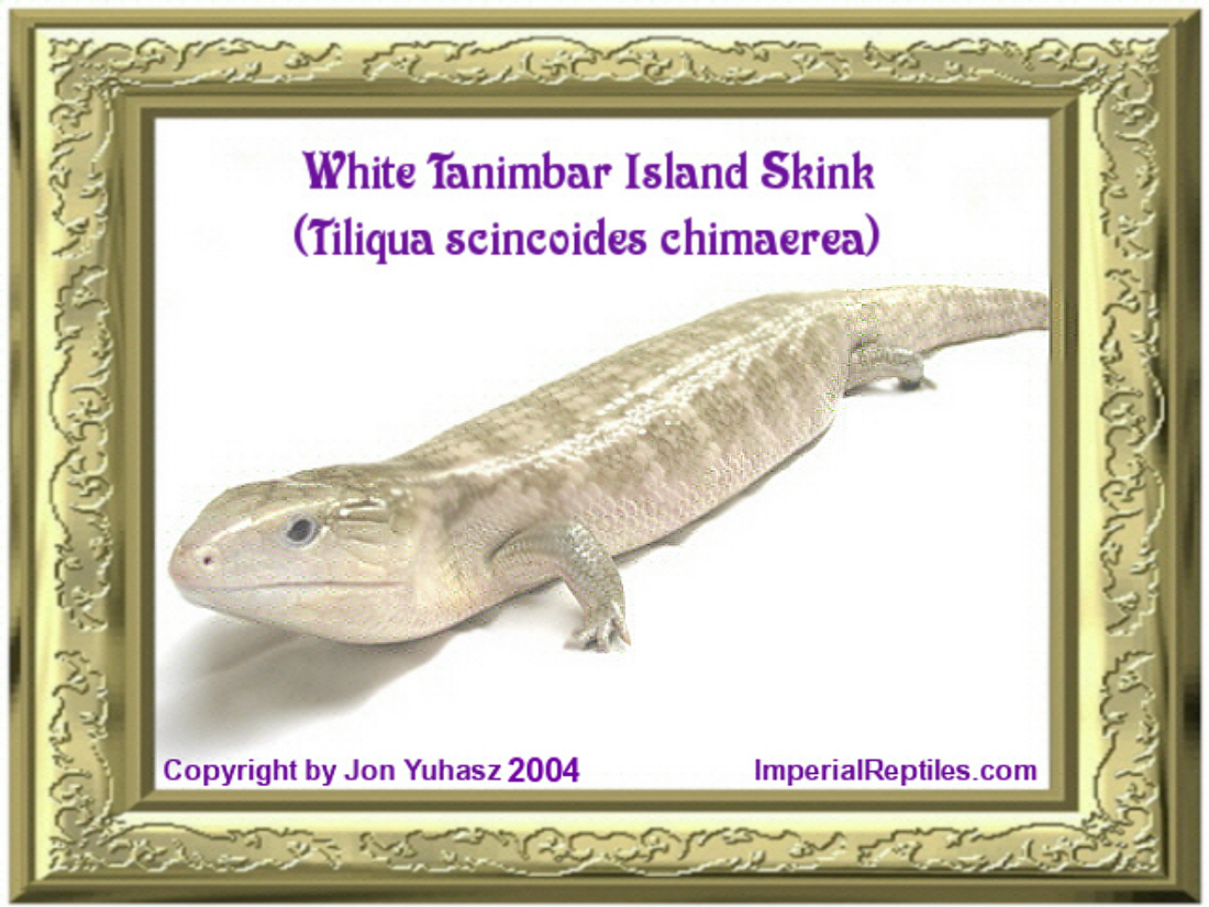 White Tanimbar Island Skink