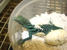 Yellow Tree Monitor (Varanus reisingeri) hatching Summer 2008