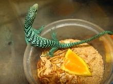 Yellow Tree Monitor (Varanus reisingeri) at one month old
