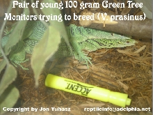 Year old pair of Green Tree Monitors trying to breed