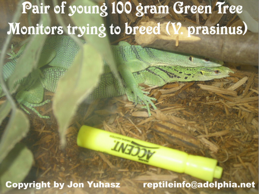 Year old pair of Green Tree Monitors trying to breed