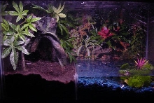 FBT Tank