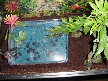 Fire Belly Toad Tank Top