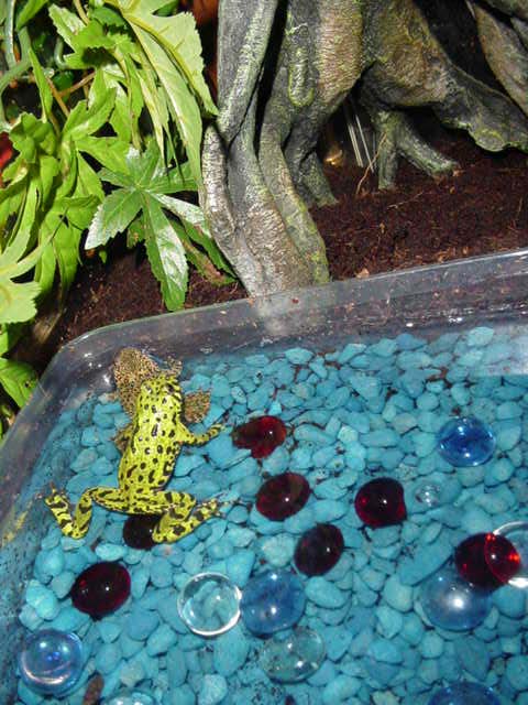 FBToads