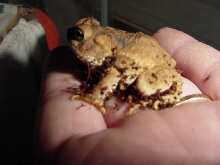 Toad