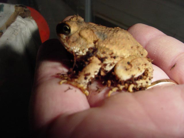 Toad