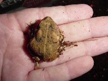 Name that toad!