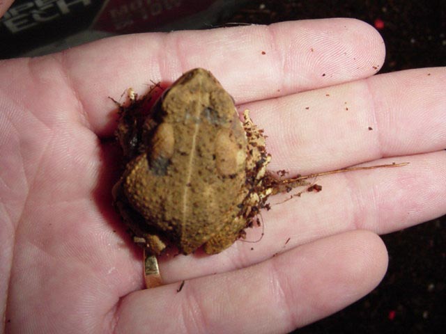 Name that toad!