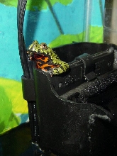 Frog Jacuzzi