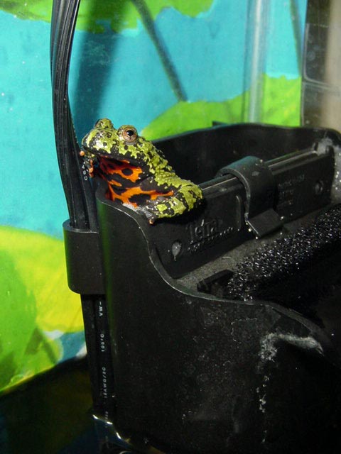 Frog Jacuzzi