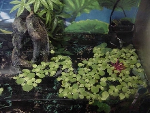 Fire Belly tank