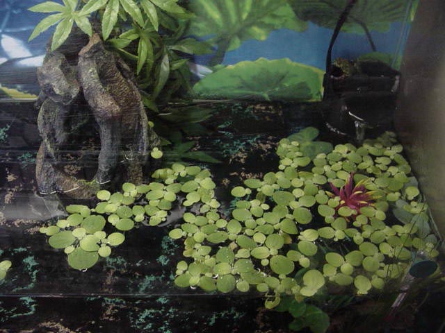 Fire Belly tank