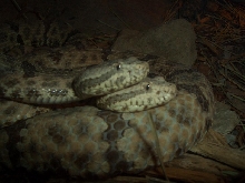 Omaha Zoo