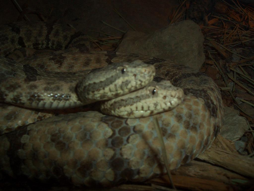 Omaha Zoo