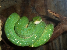 Omaha Zoo