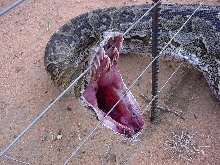 caught in fence