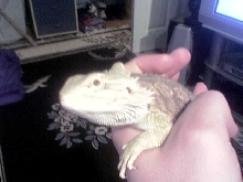 Chunks!!