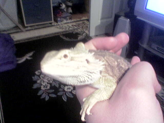 Chunks!!