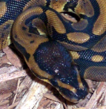 head