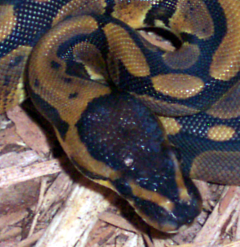 head