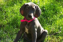 Inga in the yard