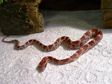cornsnake1