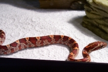 cornsnake2