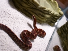 cornsnake3