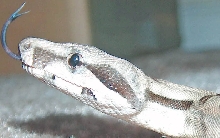 snakeypoo