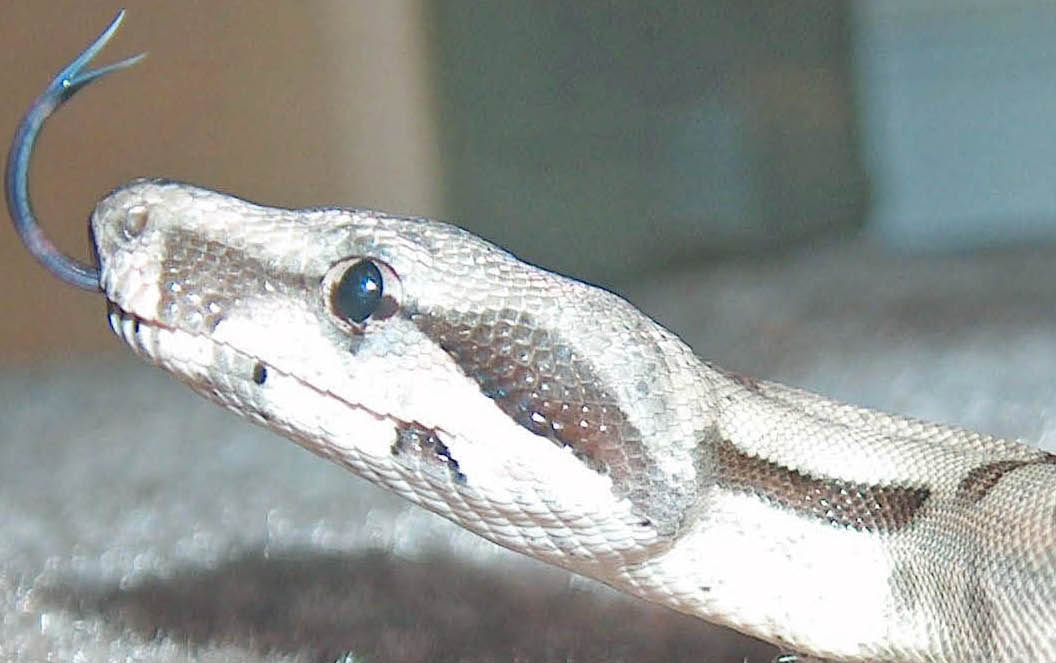 snakeypoo