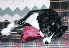 Tired Doggy