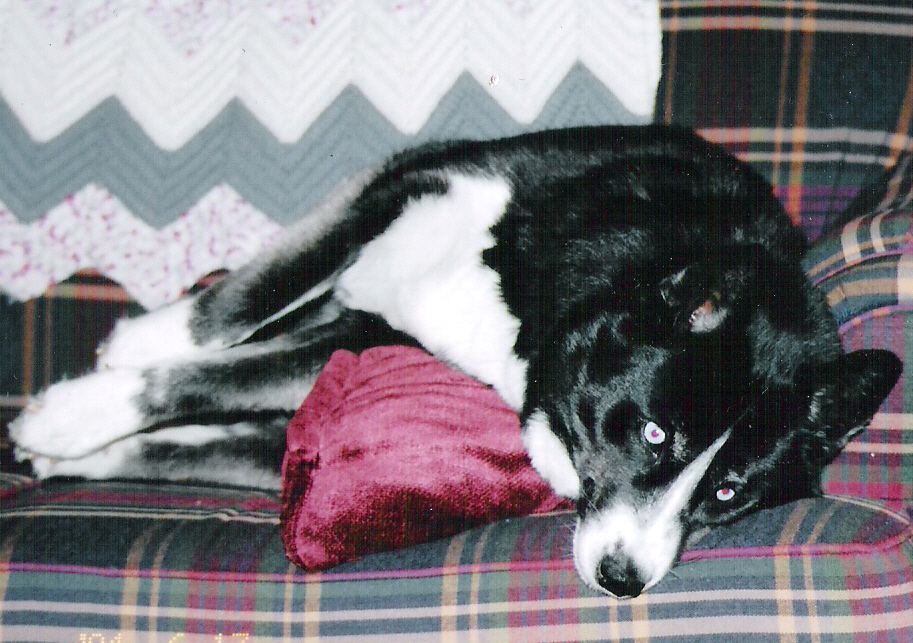 Tired Doggy