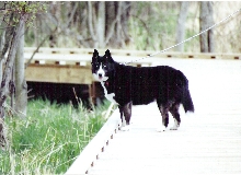 3 year old Malahn the Husky