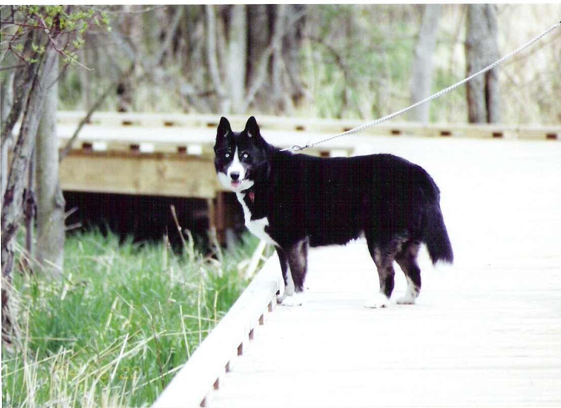 3 year old Malahn the Husky