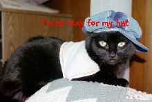 Best Cat IN The World