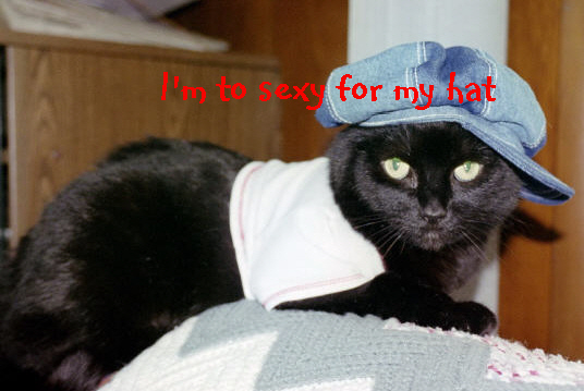 Best Cat IN The World