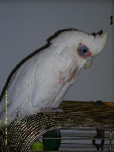 this is the brat