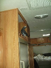 queen of the camper