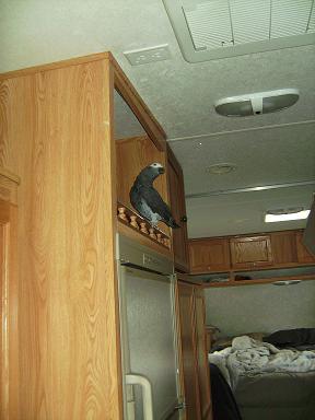 queen of the camper