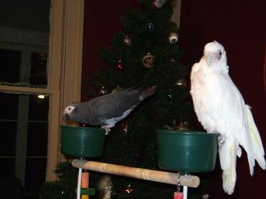 merry xmas