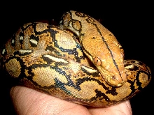 KUMAG