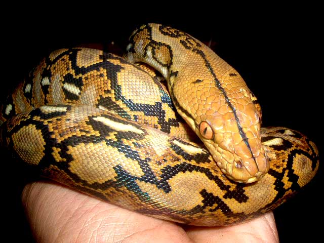 KUMAG