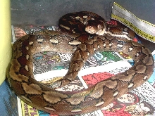 luisa fifth shed