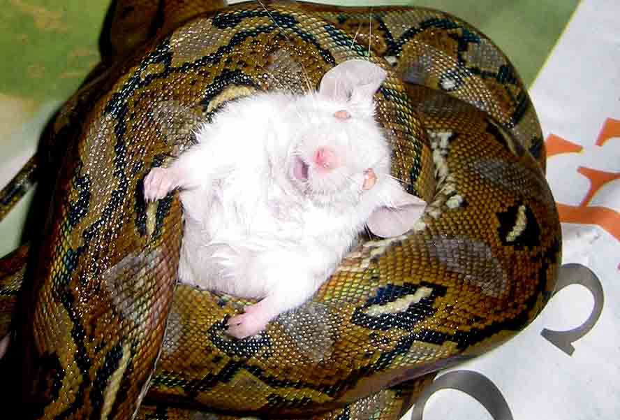 stuart