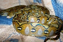 kepyas