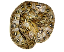 asdf