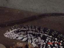 Chacoan Tegu