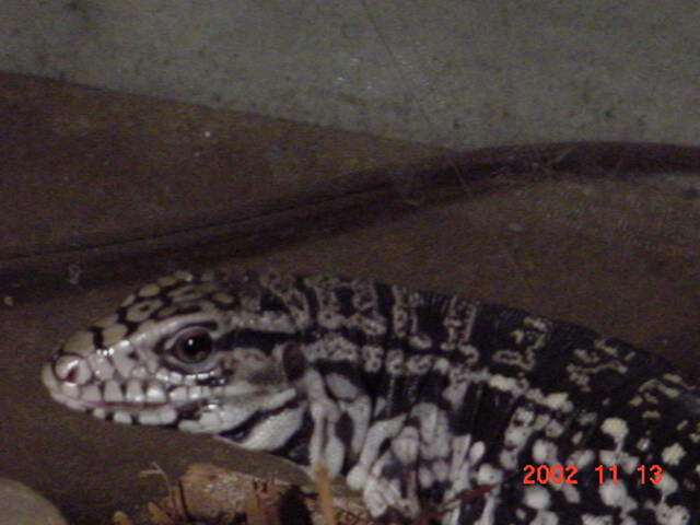 Chacoan Tegu
