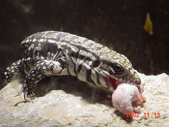 Chacoan
